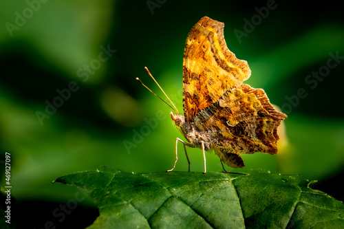 Obraz na płótnie Comma Butterfly (Polygonia c-album) macro, perched on a leaf in the summer morning sun. w salonie
