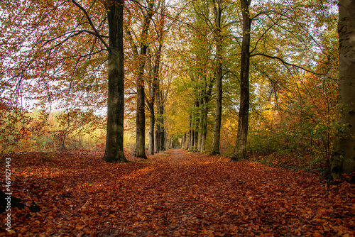 Autumn Colours, beautiful landscape during fall.  © mblindia