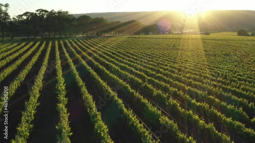 Green vineyard rows aerial landscape. Wine making agriculture farm drone sunset view. Grape growing  