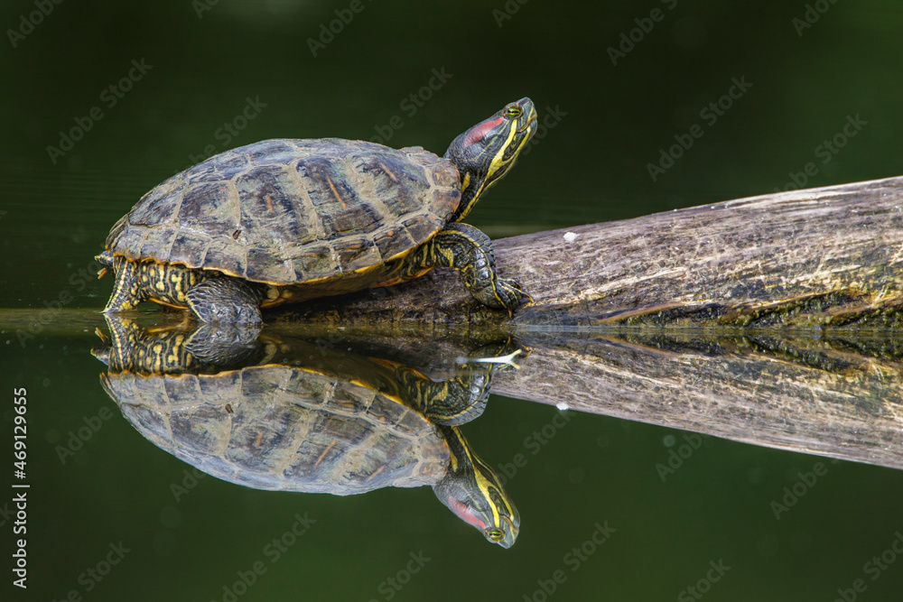 Obraz premium Rotwangen-Schmuckschildkröte (Trachemys scripta elegans)