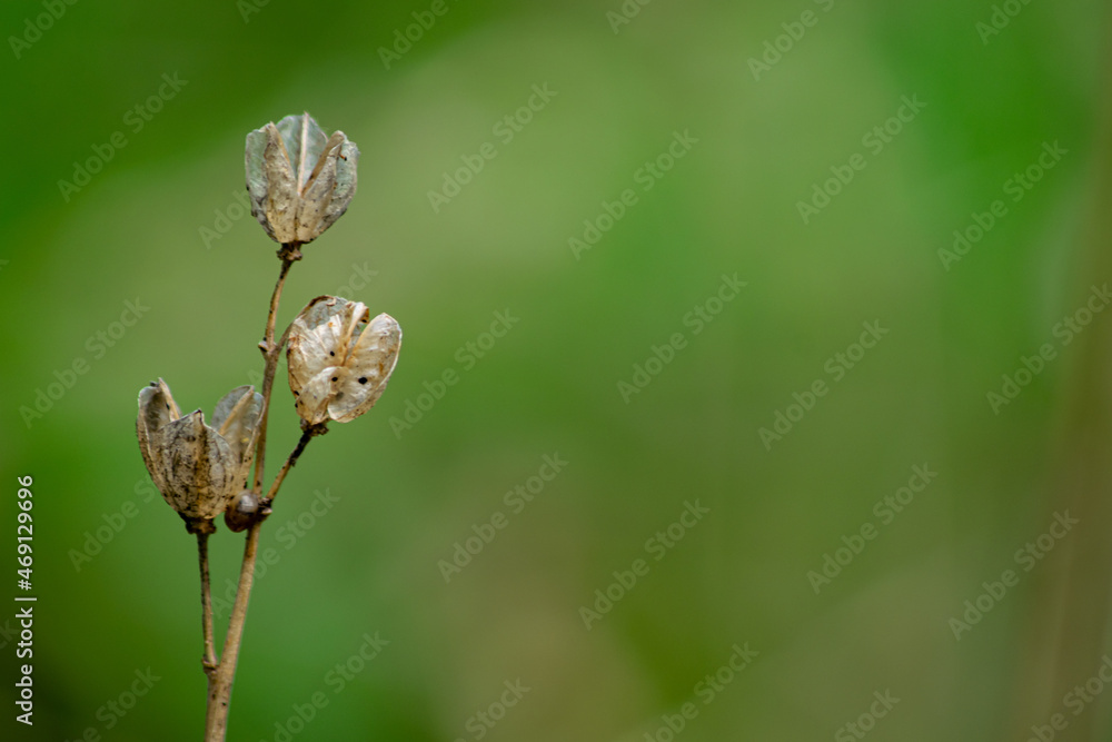 Closeup of dried decaying plants holding seeds inside, blurred background with bokeh in natural setting.