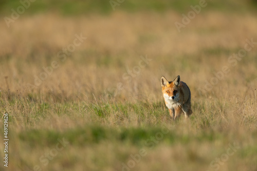 Red fox looking for food in a meadow