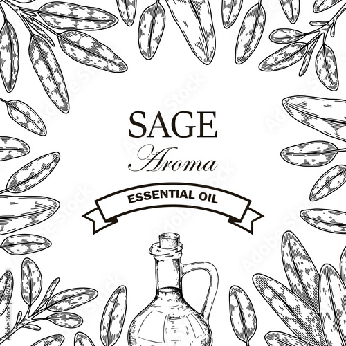 Hand drawn sage design. Vector illustration in sketch style