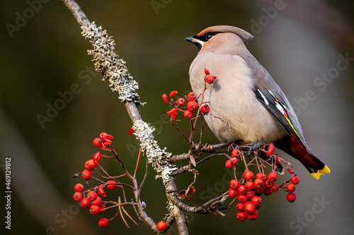 Bohemian waxwing on branch