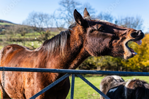 smiling face of a brown horse sequence of 3 to 8 © andreac77