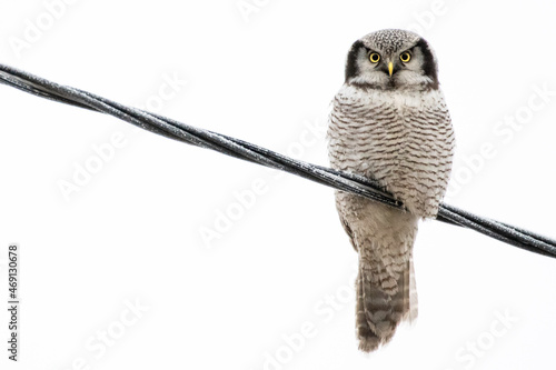 Northern hawk-owl