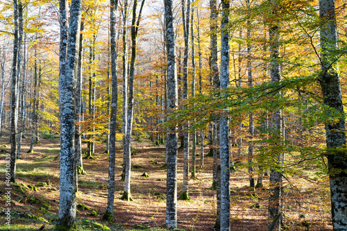 Tree trunks in the forest. Autumn in Sierra De Aralar, Spain.