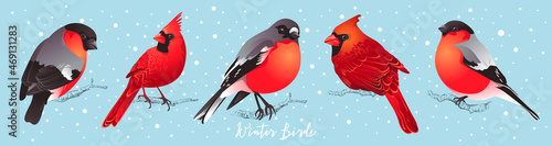 Set of winter birds