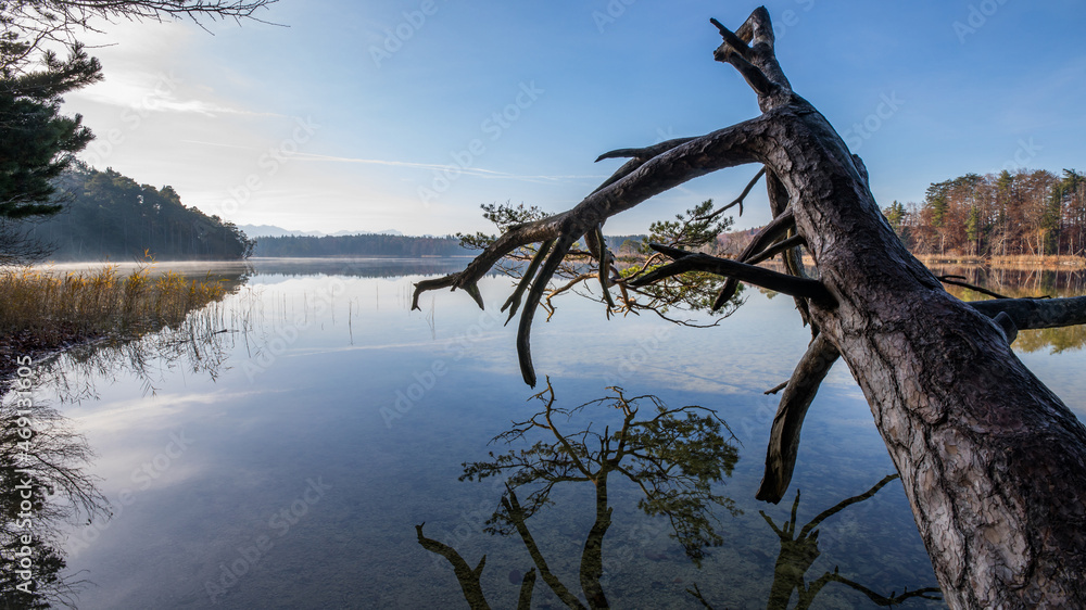 Alter Baum spiegelt im See