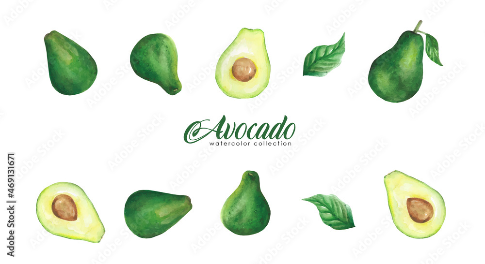 avocado watercolor collection