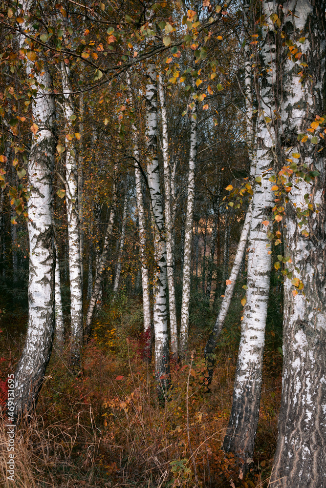 Obraz premium Autumn forest with yellow birches and dry herb. Vertical photo