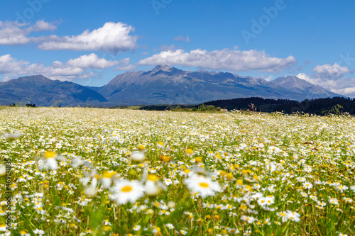 Blooming meadow with High Tatras, Slovakia