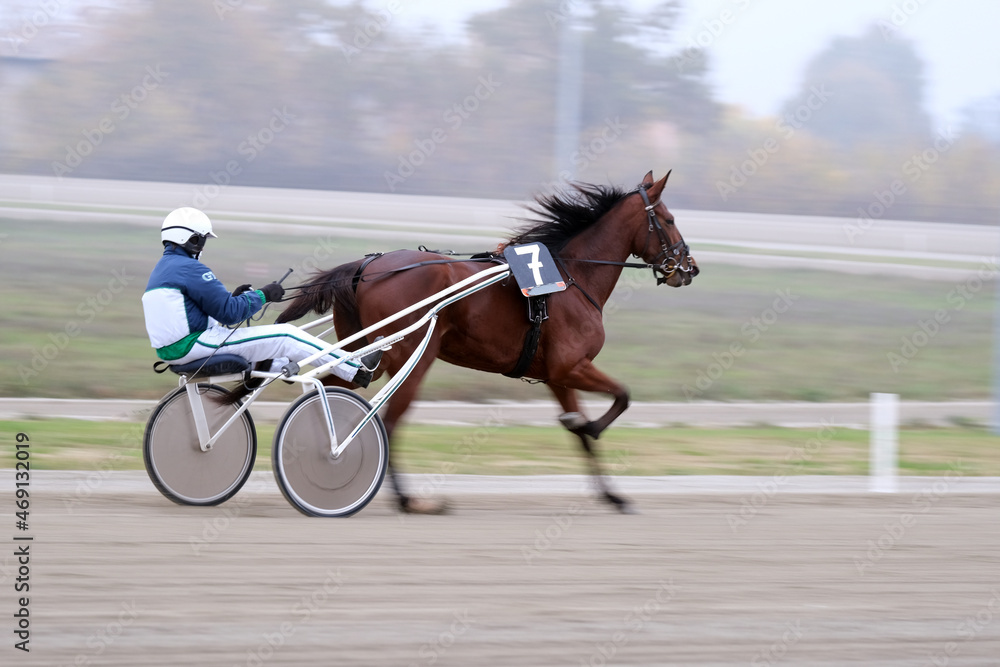 trotting horse race with sulky in the hippodrome trotting horse race with sulky in the hippodrome