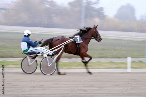 Fotografi trotting horse race with sulky in the hippodrome