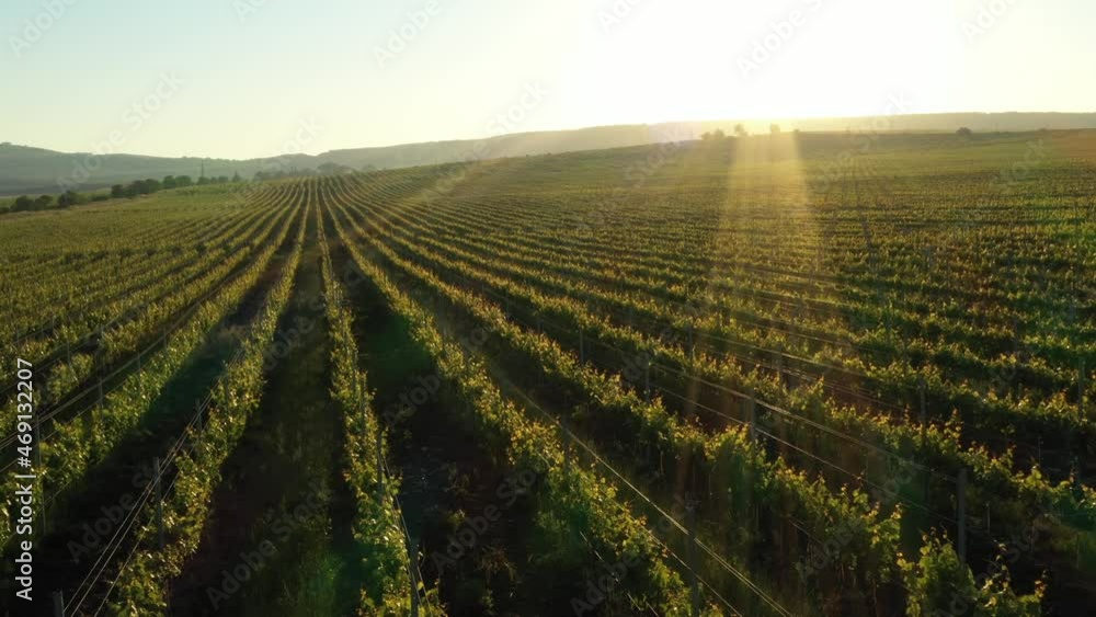 Green vineyard rows aerial landscape. Wine making agriculture farm drone sunset view. Grape growing