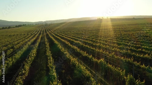 Green vineyard rows aerial landscape. Wine making agriculture farm drone sunset view. Grape growing  