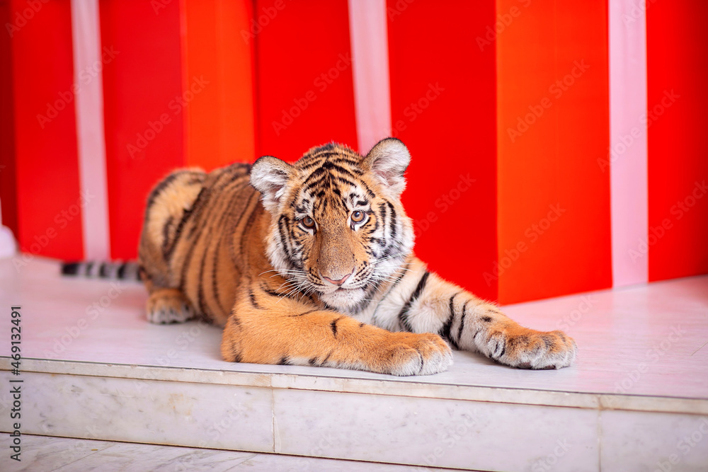 The tiger cub lies on the marble floor in the palace. Symbol of the ...