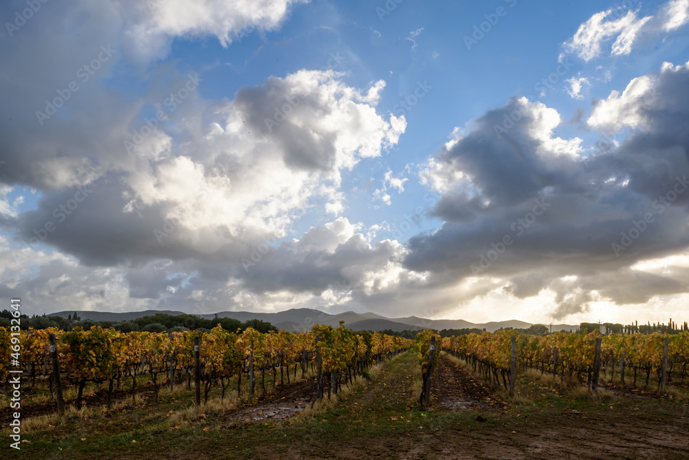 Weinanbau mit Herbstfarben bei Sonnenschein, Wolken und blauem Himmel, im November in der Via del Vino, Toskana, Italien.,