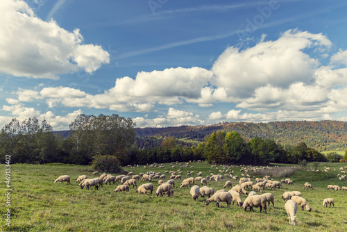 Sheep herd near Terchova  Mala Fatra  Slovakia