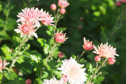 Pink chrysanthemums in the autumn garden. Candid.