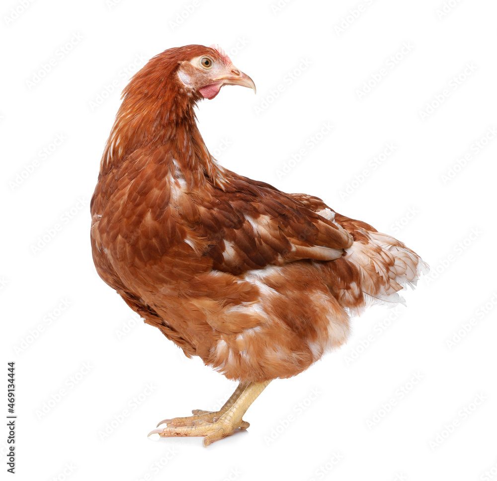 Fototapeta premium Beautiful chicken on white background. Domestic animal