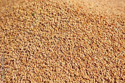 The grains of wheat collected in heaps during harvesting