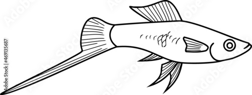 Coloring page with male swordtail aquarium fish isolated on white background