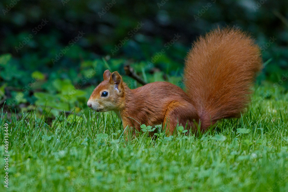 Eichhörnchen (Sciurus vulgaris)