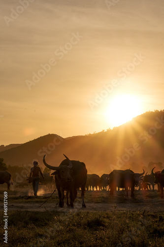 Fototapeta Naklejka Na Ścianę i Meble -  wildebeest at sunset, buffalo and cow on the glass savanna field at koh samui , suratthani ,thailand