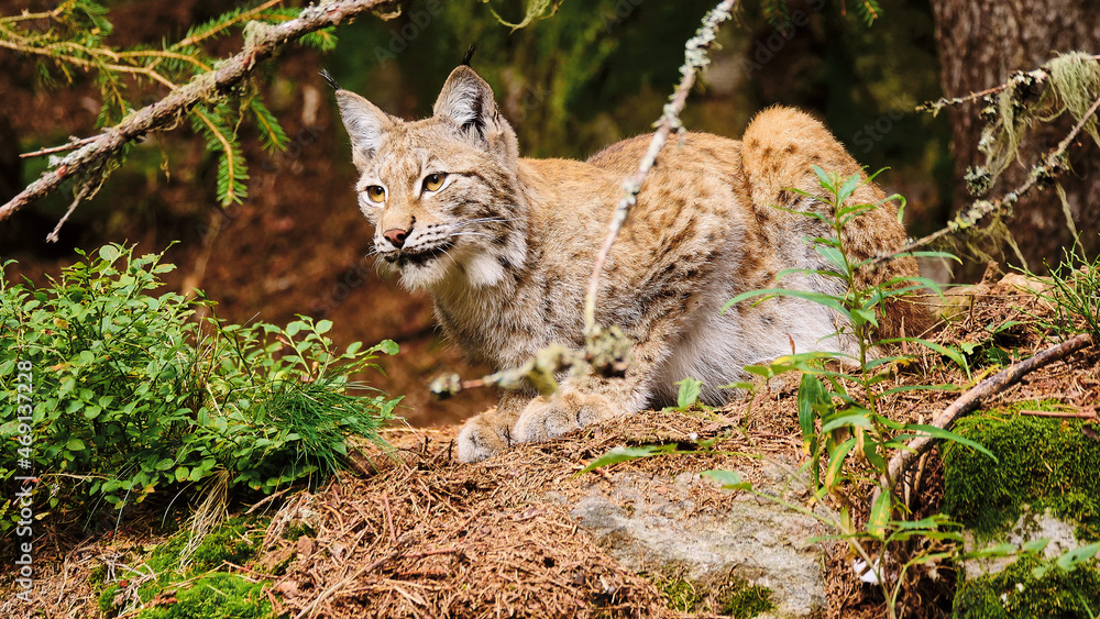 Obraz premium lynx (Lynx lynx) looking for prey
