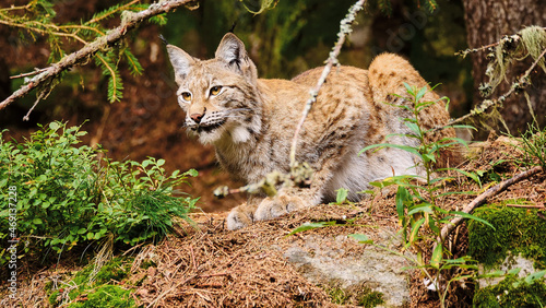 lynx (Lynx lynx) looking for prey © dblumenberg