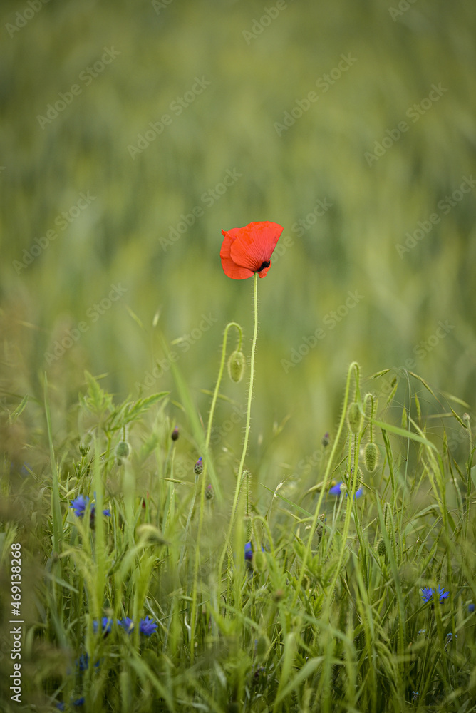 Naklejka premium flowers
