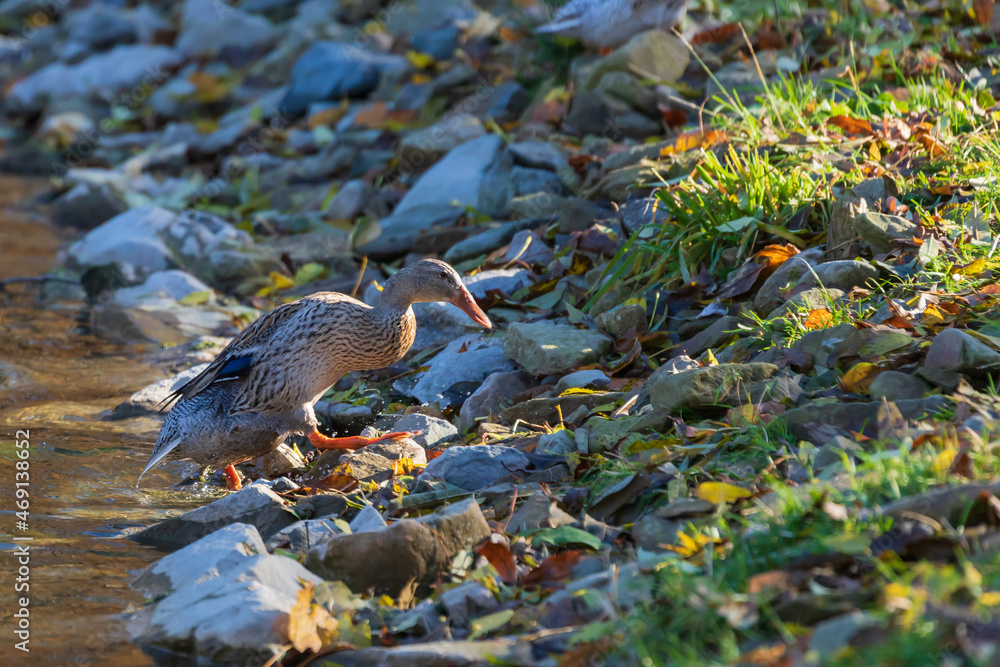 Male and female ducks swim in the water on a pond in the setting sun.