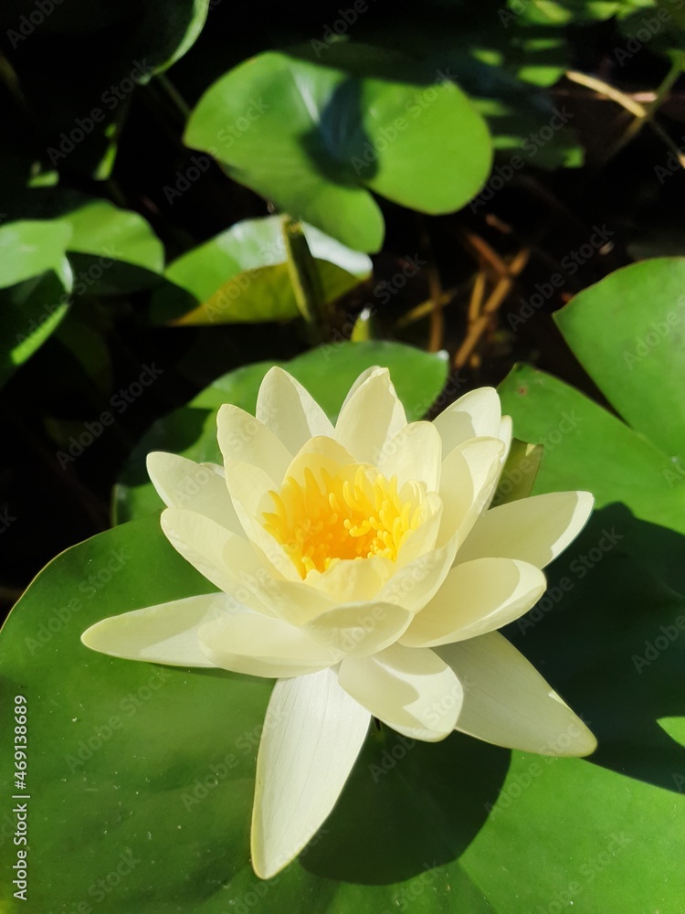 white water lily