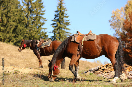 Beautiful horses grazing on pasture. Lovely pets © New Africa