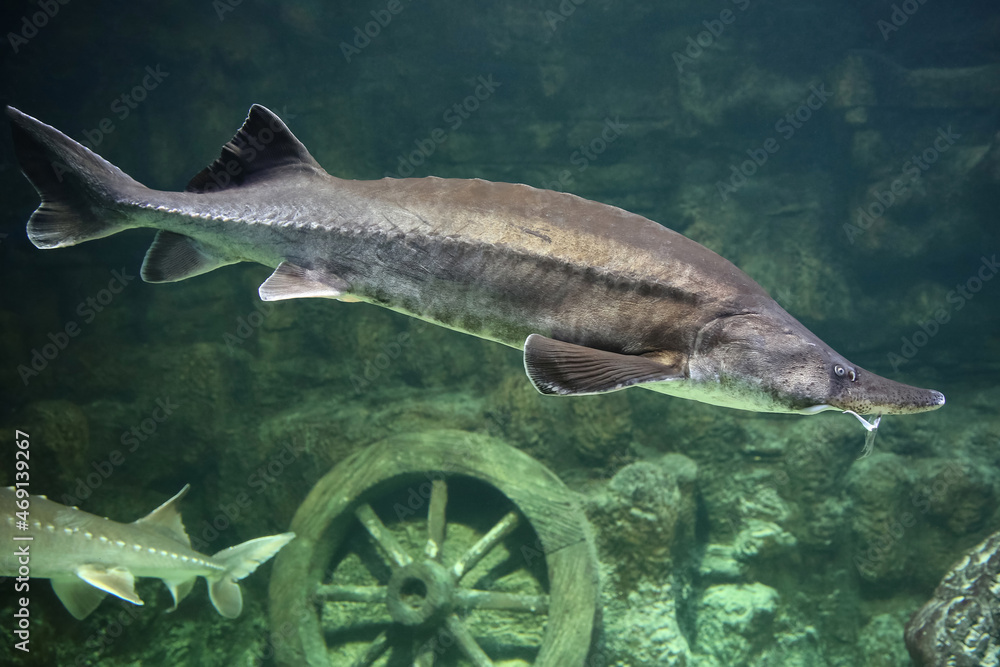 Sturgeon fish swim at the bottom of the aquarium. Fish underwater. Sturgeon fish swim at the bottom of the aquarium. Fish underwater.