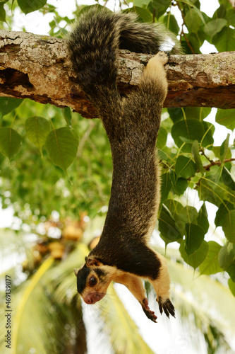 Sri Lankan Giant Squirrel (Ratufa macroura dandolena) reaching down from a branch on Kothduwa Island at the Madu Ganga Lake in southwestern Sri Lanka photo