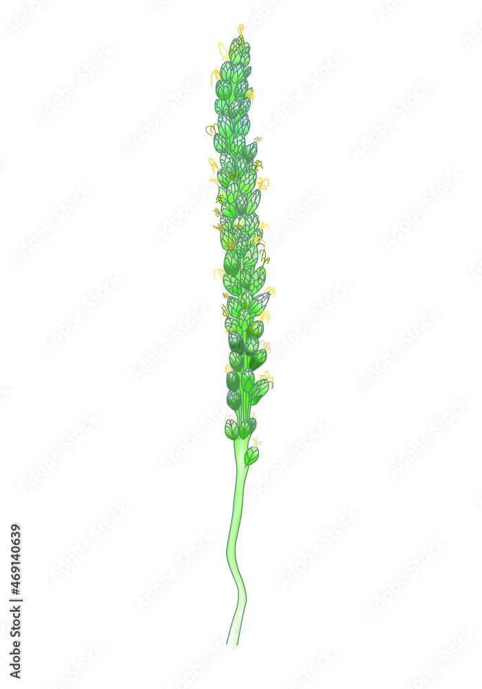 Plantain. Medicinal plant wild field flower.Sketch.Line art vector illustration Plantain. Medicinal plant wild field flower.Sketch.Line art vector illustration