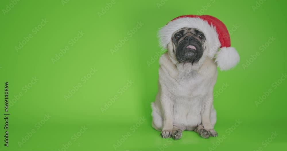 Cute pug, funny dog dressed with Santa hat. Looking with interest. Green screen. Funny Christmas dog concept Cute pug, funny dog dressed with Santa hat. Looking with interest. Green screen. Funny Christmas dog concept