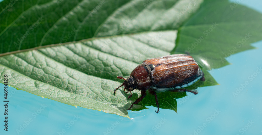 May beetle on the surface of the water May beetle on the surface of the water