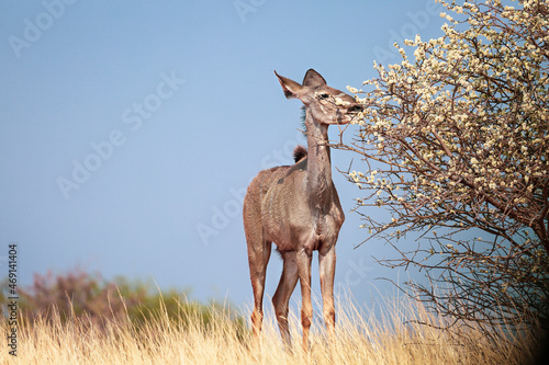 African saiga antelope near a flowering tree in the Kalahari Desert. Namibia