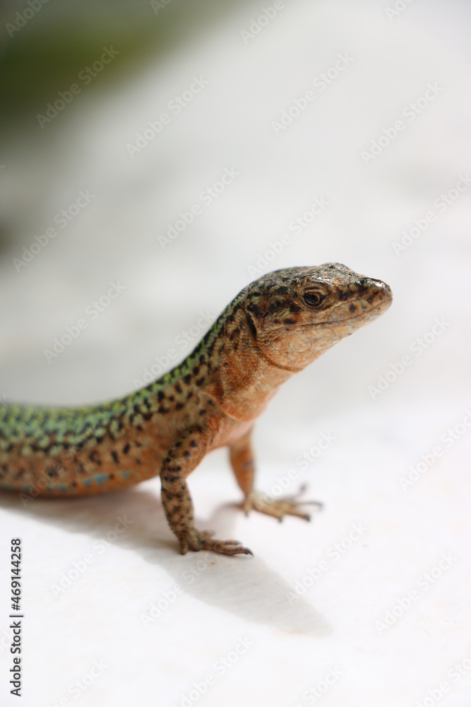 Lizard on Ibiza Lizard on Ibiza