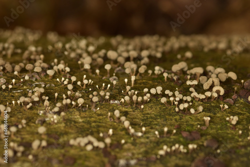 Close up of slime mould