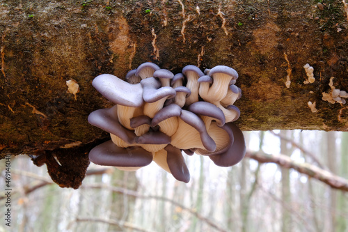 Group of mushrooms Pleurotus ostreatus (oyster mushroom, oyster fungus, hiratake) growing on trunk in forest. It is a common edible mushroom.