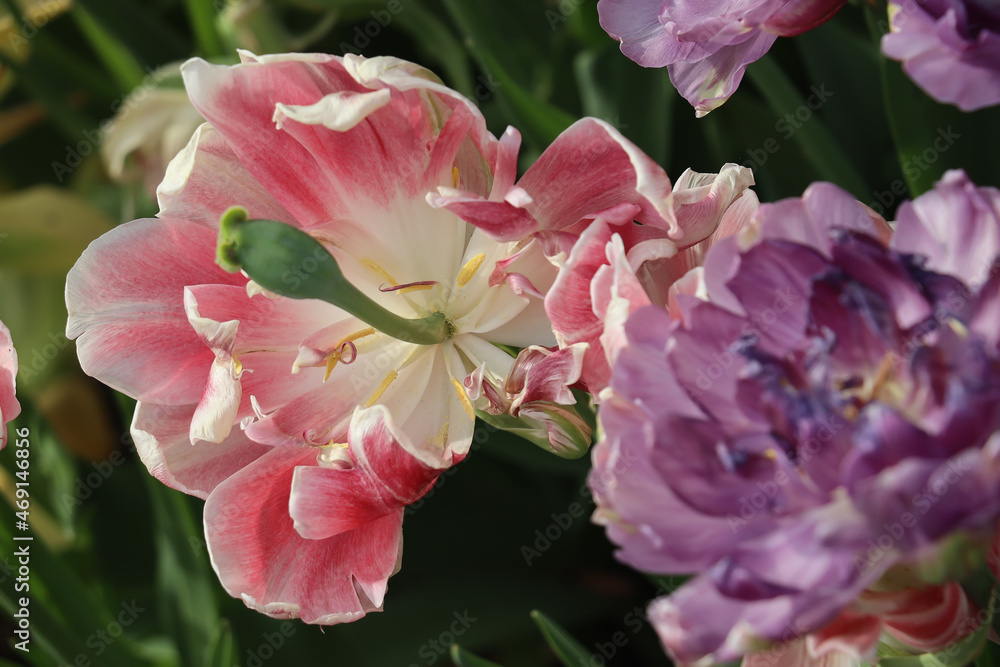 beautiful pink and purple tulips just past full blossom with a lush green background beautiful pink and purple tulips just past full blossom with a lush green background