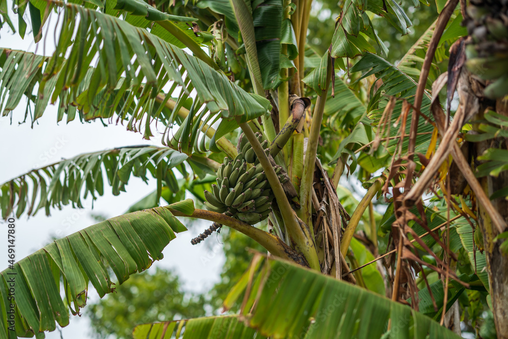 Green banana on the tree, Auckland botanical garden, New Zealand Green banana on the tree, Auckland botanical garden, New Zealand