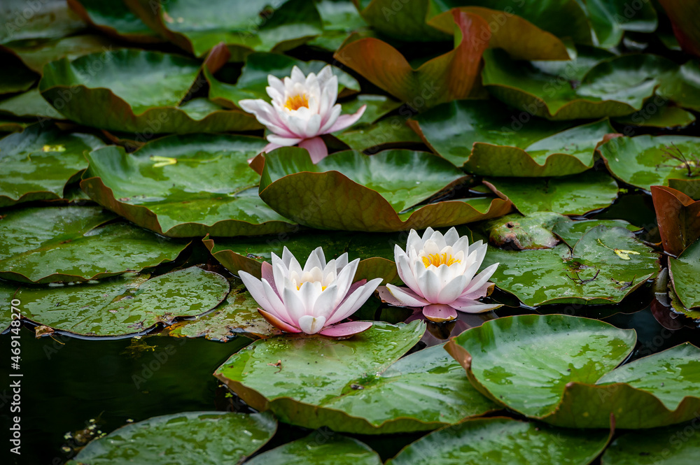 Pink flowers of water lilies on a pond. Close-up. Pink flowers of water lilies on a pond. Close-up.