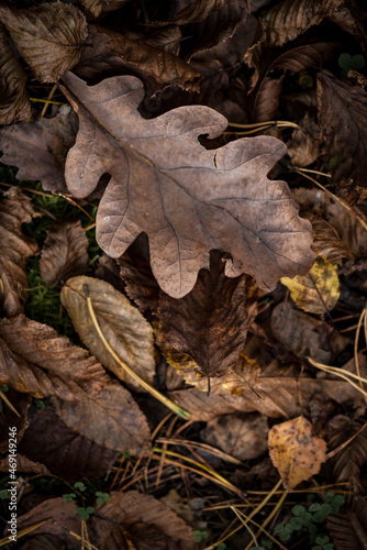 fallen autumn leaves