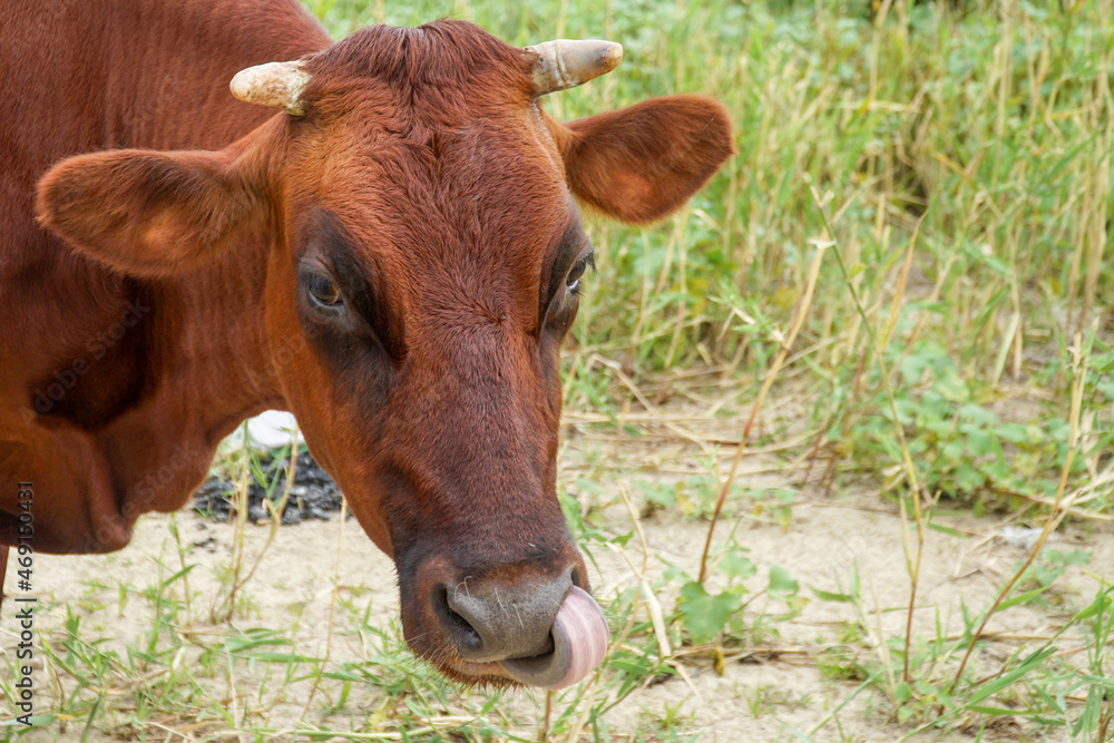 The brown cow cleans her nostrils with her long tongue.