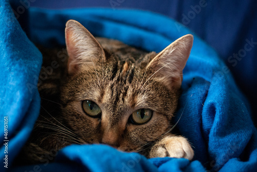 Resting cat in the blue plaid
